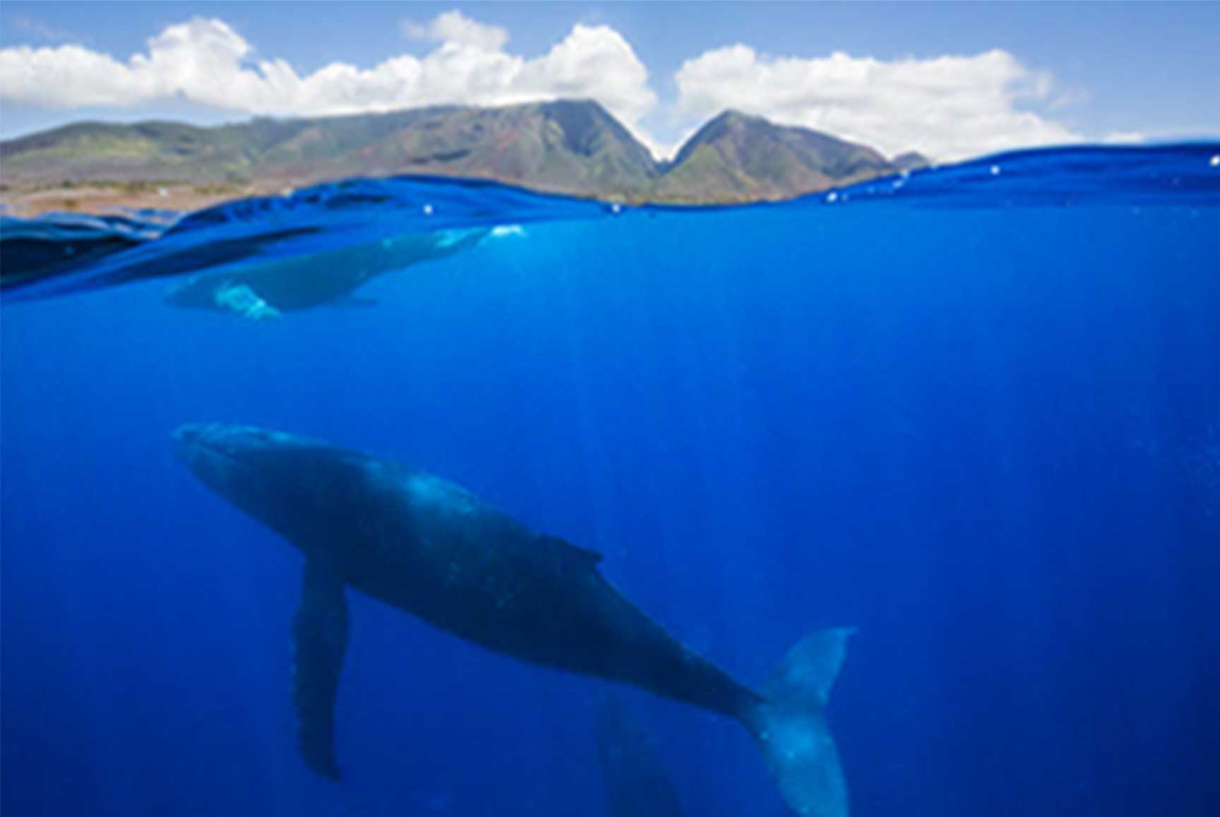 Whale-Watching_-whale-in-blue-sea