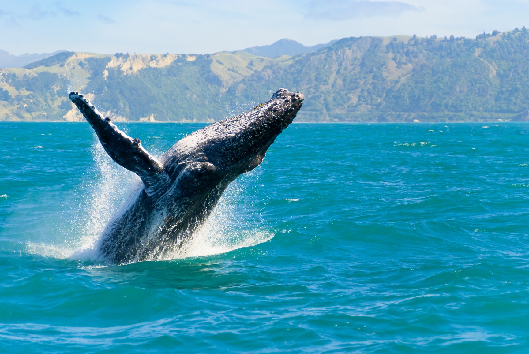 Whale-Watching - Humpback Whale Jumping Out Of The Water