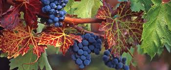 baja wineries_wine grapes