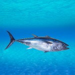 deep sea fishing - Bluefin tuna Thunnus thynnus underwater