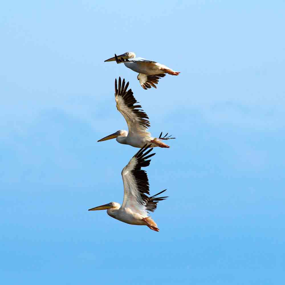 Baja Beaches - pelicans over beautiful blue sky