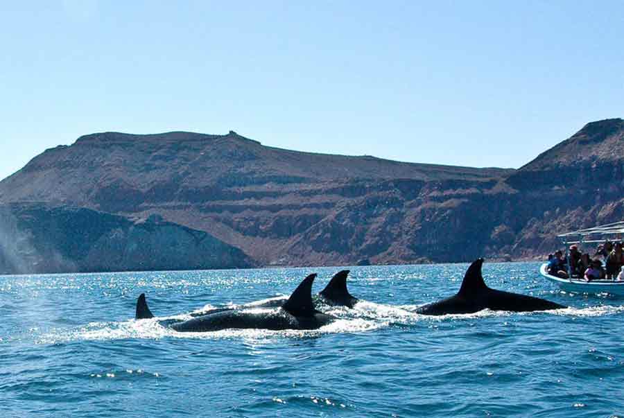 photo_whale-watching-in-baja